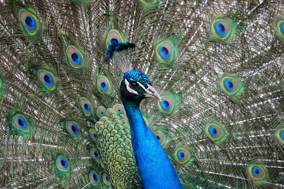 A peacock in Rouen La promotion des événements culturels à Rouen grâce à la création de sites internet
