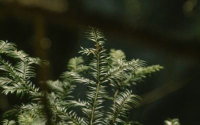 Promoting tourism in Annecy with a modern, attractive website