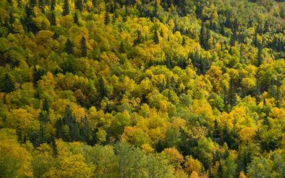 Using a website to boost the impact of Clermont-Ferrand associations