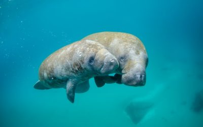 Les avantages d’un site internet pour les entreprises de plongée sous-marine et les clubs de plongée en Nouvelle-Calédonie