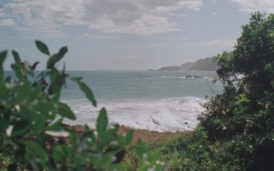 Utiliser un site internet pour promouvoir les visites guidées dans les plantations de vanille et les exploitations agricoles de La Réunion